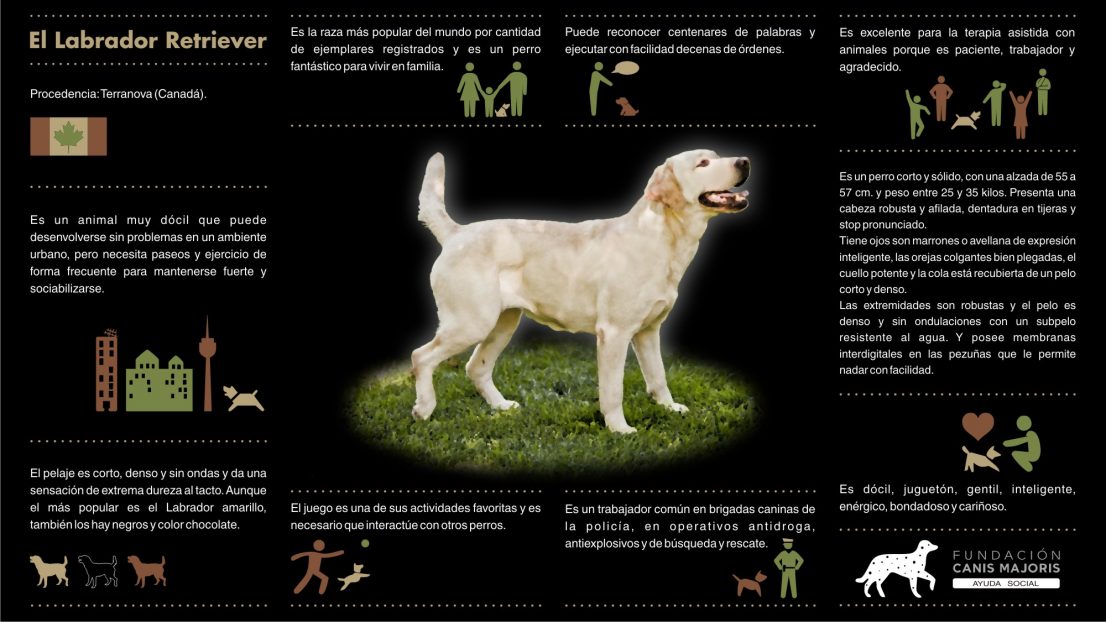 EL Labrador Retriever Infografias Canis Majoris terapia asistida animales